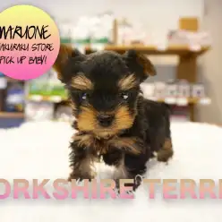 【ヨークシャーテリア】性格、容姿100点満点！2017年最高峰のヨーキーくん登場！:白楽店PICKUPベイビーNo.11529