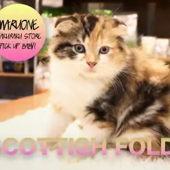 【スコティッシュフォールド】天使が舞い降りた！白楽一の美人顔！スコティッシュフォールドちゃん降臨！！：白楽店PICKUPベイビーNo.11527