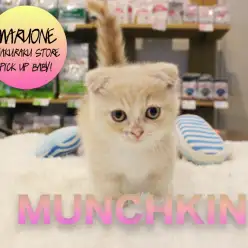 【マンチカン】足の短さなら誰にも負けにゃい！猫界一の短足ちゃん登場！：白楽店PICKUPベイビーNo.11526