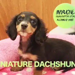 【ミニチュアダックスフント】チョコレートカラーのかまって系♥ゴハン命の美少女登場！ 東日暮里店オススメベイビー！No.014194