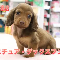 【ミニチュア・ダックスフント】犬界の短足代表！優しいお顔とシルクの様な触り心地の被毛！：梅島店Pick UpベイビーNo.119090