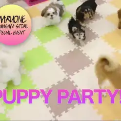 【パピーパーティー】広々プレイルームで社交性トレーニング！：鎌ヶ谷店発