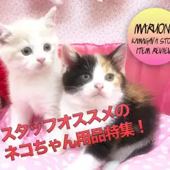 【猫グッズ】スタッフオススメの猫グッズ特集！：鎌ヶ谷店発