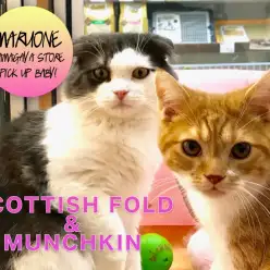 【スコ＆マンチの共存レポート】赤銀しましまコンビの一日に密着！：鎌ヶ谷店猫ちゃん仲良し企画！スコティッシュ・フォールド（117097）＆マンチカン（117114）