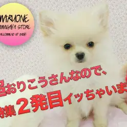 【ポメラニアン】超太鼓判！猛烈におりこうすぎるので特集二発目イッちゃいます！！〜シャンプー編〜：鎌ヶ谷店オススメベイビーNo.117132