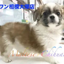 【マルチーズ×チワワ】コロコロボディのマルチワくん!チャームポイントを大公開!:相模大塚店オススメベイビーNo.814425