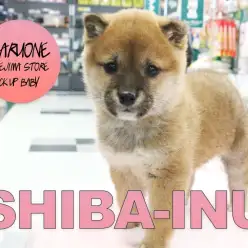 【赤柴犬】絶世の丸顔！瞳の美しさはウルトラ級！：梅島店PICK UPベイビー！No119091