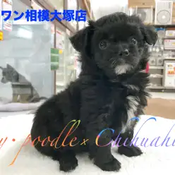 【トイ・プードル×チワワ】童顔の定義にピッタリ当てはまる♪ベビーフェイスのおっとりプッチ:相模大塚店Pick UpベイビーNo.814426