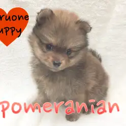 【ポメラニアン】可愛い画像満載！パパはチャンピオンのたぬきポメ！：下丸子店Pickupベイビー！No.116210