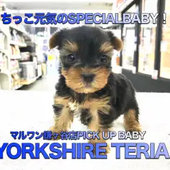 【ヨークシャーテリア】眼力抜群！小さめヨーキーをお探しならこの子が決定版！：鎌ヶ谷店PICK UPBABY！117139