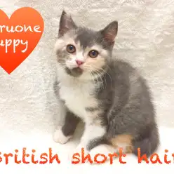 【ブリティッシュショートヘア】猫大好き店長イチオシ!キャリコ色が自慢の丸顔ガール!:下丸子店Pick upベイビーNo.116209