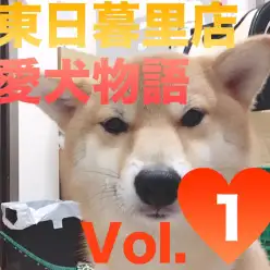 【愛犬物語】東日暮里店スタッフの愛犬物語Vol.1「お店のしばおから、川口家のしばおに」