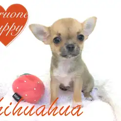 【チワワ(スムースコート)】極小サイズのプリンセス♡戌年のベストパートナーはこの子で決まり！：鶴見店Pickupベイビー！No.713519