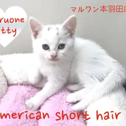 【アメリカンショートヘア】希少色ホワイトバン！純白の美しい被毛は一見の価値あり！:マルワン本羽田店PickupベイビーNo.512491