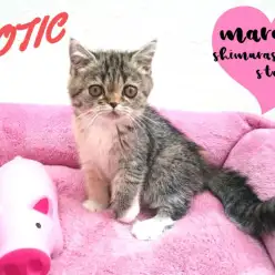 【エキゾチック】ぶちゃカワは褒め言葉！そのルックスにやみつきユーザー続出！：志村坂下店PickupベイビーNo.914324