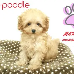 【トイ・プードル】さいたまイチの美少女プードルがやってきた！：武蔵浦和店オススメベイビーNo.412653