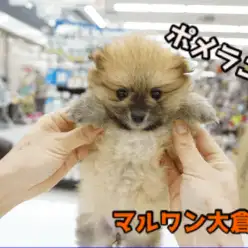 【ポメラニアン】愛くるしいうるるんビームにイチコロ♥超ド級の可愛さに閲覧注意?!：大倉山店PICKUPベイビーNo.6130660