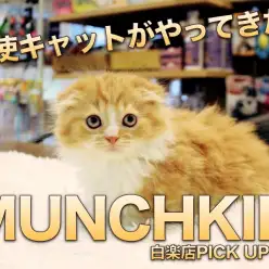 【マンチカン】耳・足・毛に大注目！！！天使系ネコちゃんが降臨！:マルワン白楽店PICK UPベイビーNo.11542