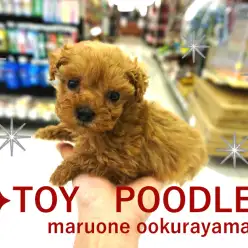 【トイ・プードル】とびきりキュートな元気娘がやってきた♥ティーカップサイズ有望なトイ・プードルちゃん!!：大倉山店PICKUPベイビーNo.6130665