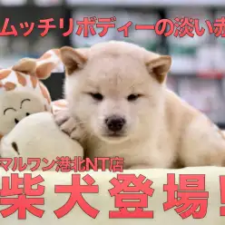 【柴犬】むっちりボディに淡い色合いのボクは淡赤の柴犬です！：港北NT店PICKUベイビー！No.311756