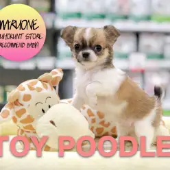 【チワワ（ロングコート）】まるで小さな天使♡トップクラスに可愛いチワワちゃん：港北NT店PICKUPベイビー！No.311755