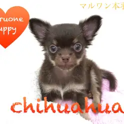 【チワワ】単マーキングが愛らしいチョコレート風味のポケットドッグがやってきた！：本羽田店Pick upベイビーNo.512502