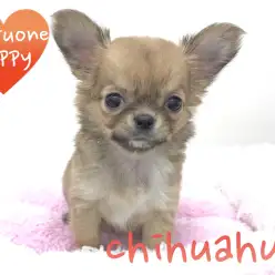 【チワワ（極小）】チワワ店長が語る！可愛いPointを余すことなくご紹介！：本羽田店オススメベイビー！No.512496