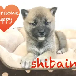 【柴犬】鶴見店で不動の人気！赤柴ちゃん！：鶴見店オススメベイビーNo.713532