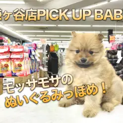 【ポメラニアン】モッサモッサのぬいぐるみっぽめ！：鎌ヶ谷店PICK UPベイビー！：117138