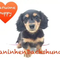 【カニンヘン・ダックス】吸い込まれそうなぱっちりキラキラおめめ！美ダックスちゃん！：本羽田店Pick upベイビーNo.512498