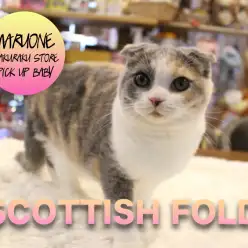 【スコティッシュ・フォールド】大きいおめめと垂れ耳が特徴！優艶なねこちゃんがやってきた！:マルワン白楽店PICK UPベイビーNo.11541
