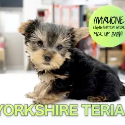 【ヨークシャーテリア】ちまちま動き萌え♥毛量豊かなキューティーヨーキー登場！Mr.K巡業シリーズ第三弾！：東日暮里店No.014196