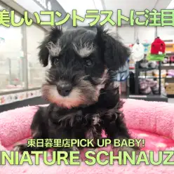 【ミニチュア・シュナウザー】オシャレで従順！銀と黒のコントラストが美しい！：東日暮里店PICK UPベイビーNo.014199