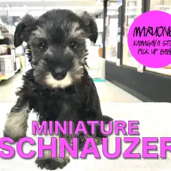 【ミニチュア・シュナウザー】塩&コショウカラーのスパイシーガールがやってきた!:鎌ヶ谷店PICK UPベイビーNo.117137