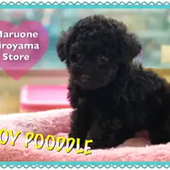 【トイ・プードル】3年に1度しか出会えない！？希少尽くしの激レアプードルちゃん：ペッツワン城山店PICKUPベイビー！NO.118215