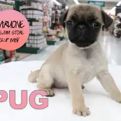 【パグ】小さめぷりぷり聞き分けの良さが魅力の鼻ぺちゃガールがやってきたっっっっ!:梅島店PICK UPベイビー!No.119096