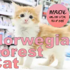 【ノールウェージャンフォレストキャット】イケにゃん好き集合♪北欧原産のゴージャスイケメンキャット！：梅島店PICK UPベイビー！No.119097