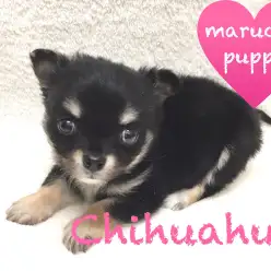 【チワワ】尻尾フリフリ超キュート！手のひらサイズの女の子！：下丸子店PickupベイビーNo.116222