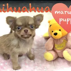 【チワワ】今宿店からあなたにお届け！甘いマスクのチョコチワワ！：今宿店オススメベイビーNo.120100