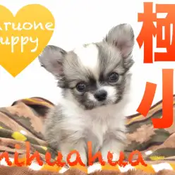 【チワワ】極小サイズ！ポケットでスヤスヤ寝ちゃうんです！本羽田店PICK UPベイビー！No.512505