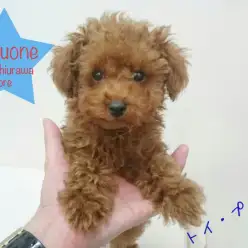 【トイ・プードル】今すぐ会いに行きたくなるベイビーフェイスわんこ!!:武蔵浦和店オススメベイビーNo.412658