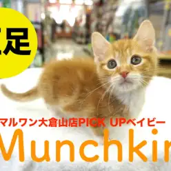 【マンチカン】キリッとフェイスと短足のアンバランスさが可愛すぎ♥マルワン大倉山店PICK UPベイビーNo.6130669