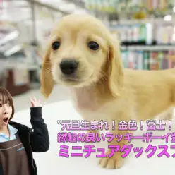 【ミニチュア・ダックスフント】元旦生まれ・金色・富士・もぐもぐタイム…縁起の良いラッキーボーイ!!：大倉山店オススメベイビーNo.6130672