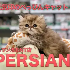 【ペルシャ】元気印のべっぴんキャットがやってきた！：港北NT店PICKUPベイビー！NO.311759