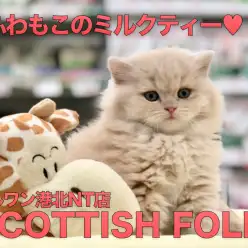 【スコティッシュ・フォールド】ふわもこで大寒波もを吹っ飛ばせ！あまーいあまーいミルクティーキャットはいかが？港北NT店PICKUPベイビー！NO.311757