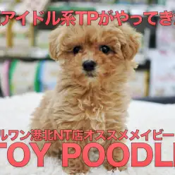 【トイ・プードル】キラキラ輝く瞳☆超アイドル系のプーちゃんの登場です！：港北NT店オススメベイビー！No311760