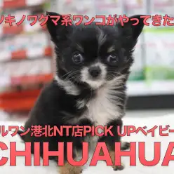 【チワワ（ロングコート）】ツキノワグマ?!子グマちゃんみたいなチワワちゃんがやって来た！：港北NT店PICKUPベイビー！NO.311761