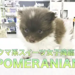 【ポメラニアン】クマ系・スイーツ女子降臨！：鎌ヶ谷店PICK UPベイビーNo.117145