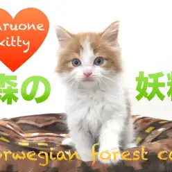 【ノルウェージャンフォレストキャット】癒しキャット代表！森の妖精がやってきた！：本羽田店PickupベイビーNo.512506