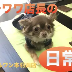 【チワワコラム】チワワ店長がレビュー！〜素晴らしさ・日常・お店の子〜：本羽田店発